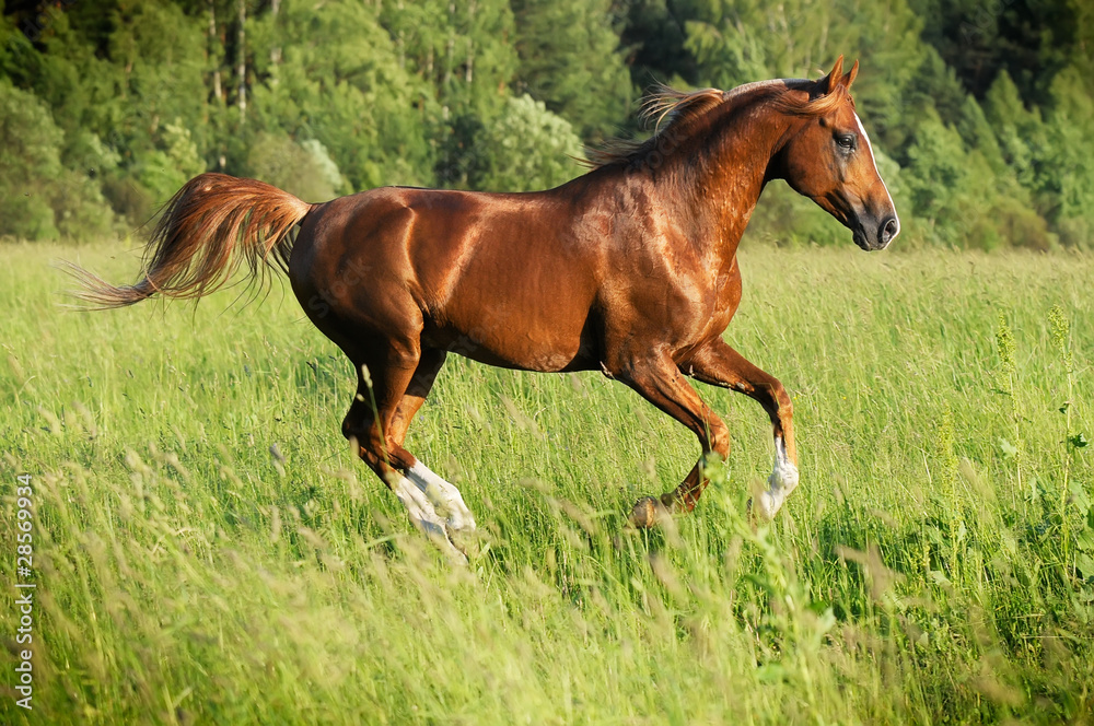 chestnut arabian stallion runs gallop chestnut arabian stallion runs gallop