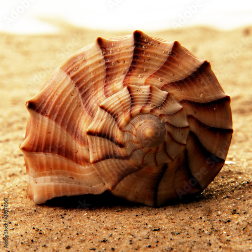Muschel spiralförmig