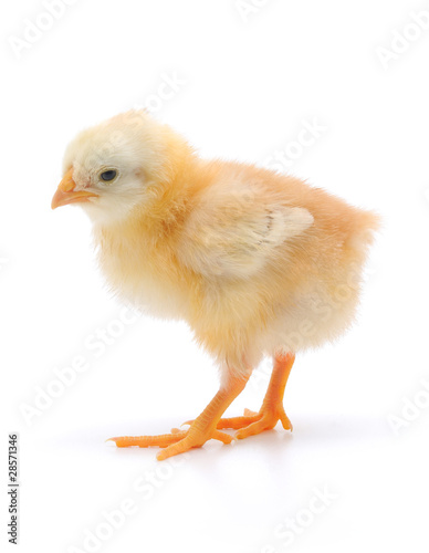 Small chicken