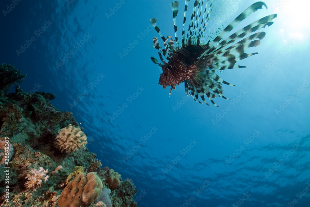 lionfish and ocean.