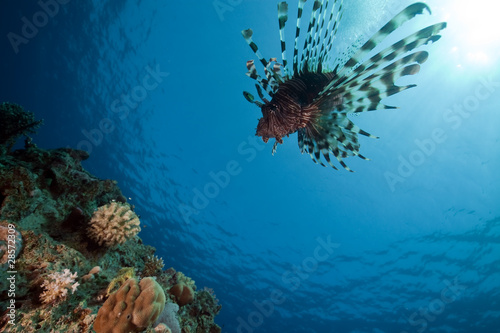 lionfish and ocean.