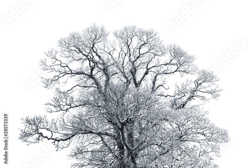 decidious tree covered in thick snow isolated