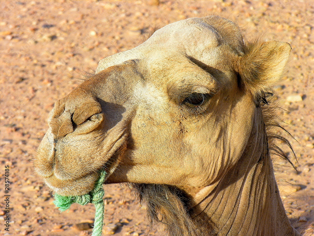 Obraz premium Close up Dromedary