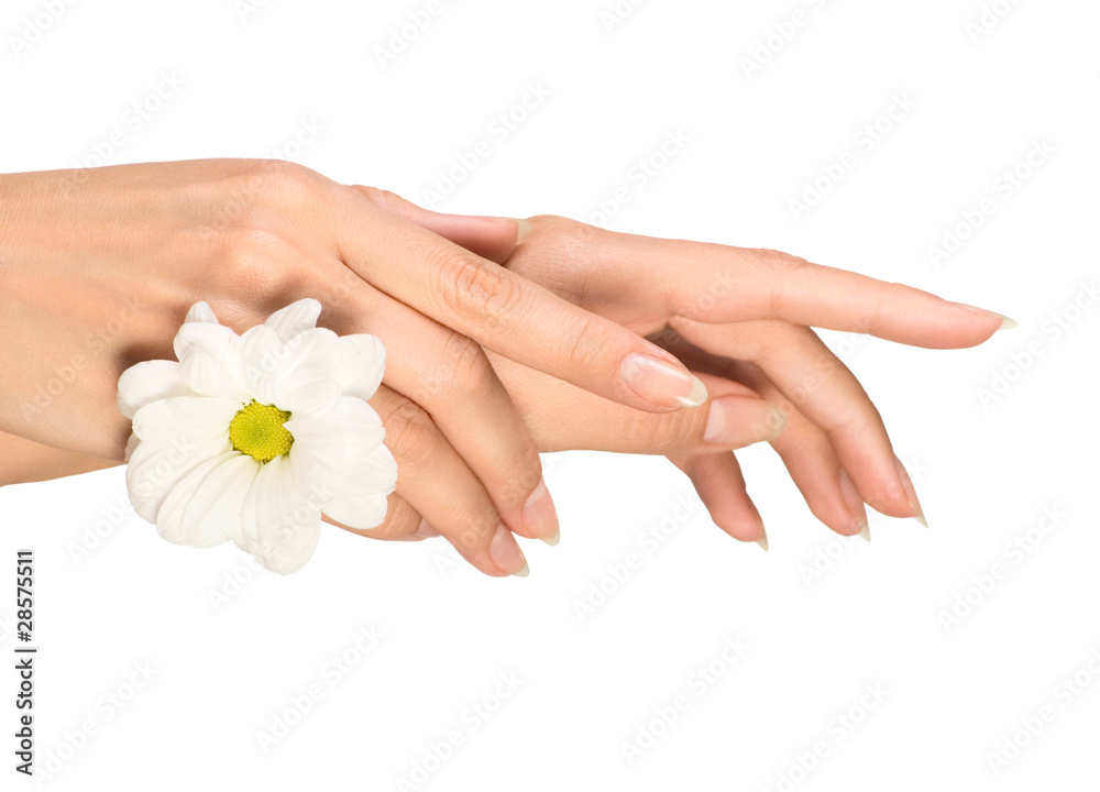 female hands with flower female hands with flower