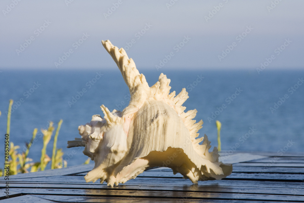 Shell Shell