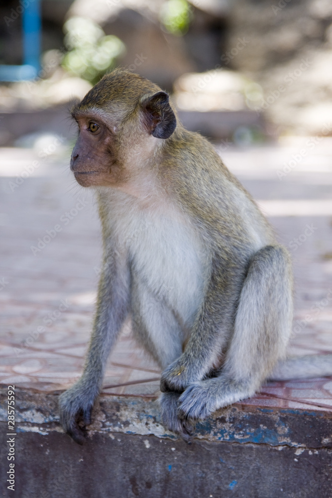 Naklejka premium Macaque monkey