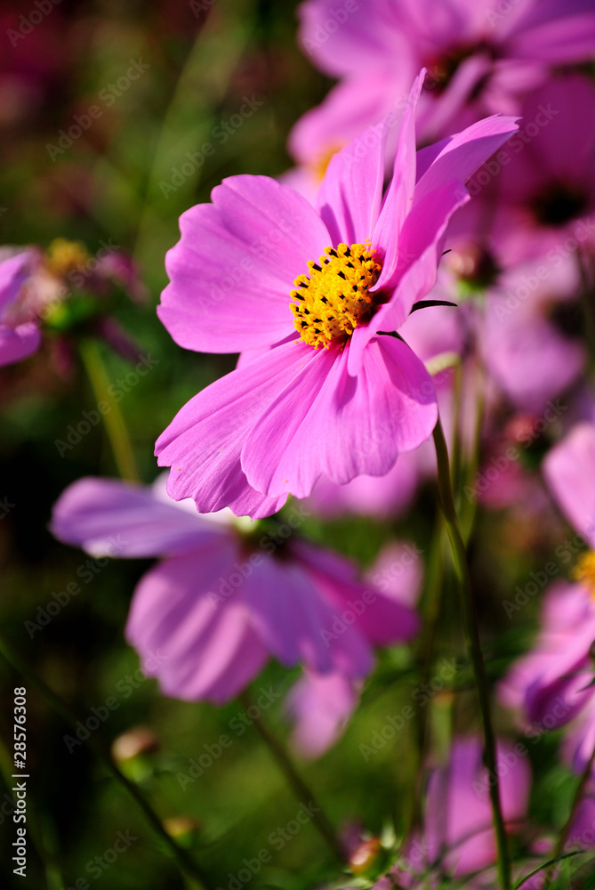 cosmos cosmos