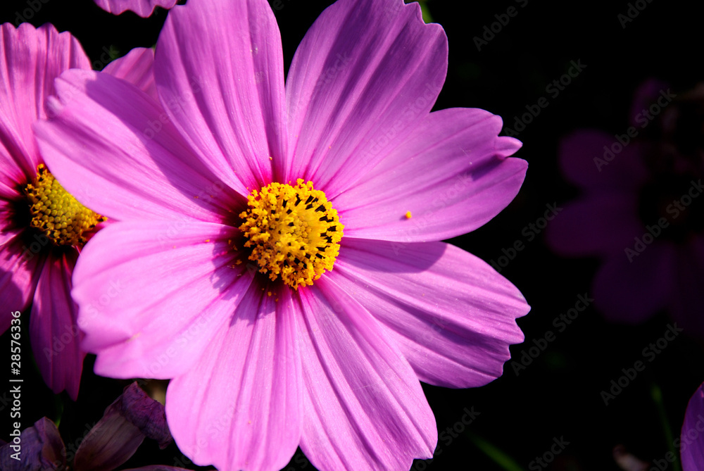 Cosmos Cosmos