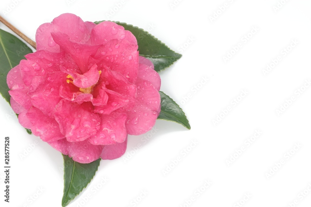 Camellia Camellia