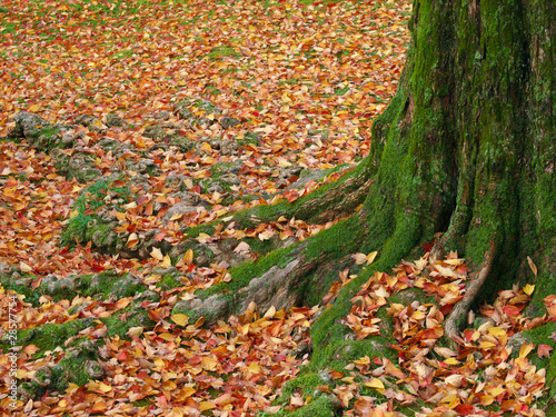 a carpet of colored leaves