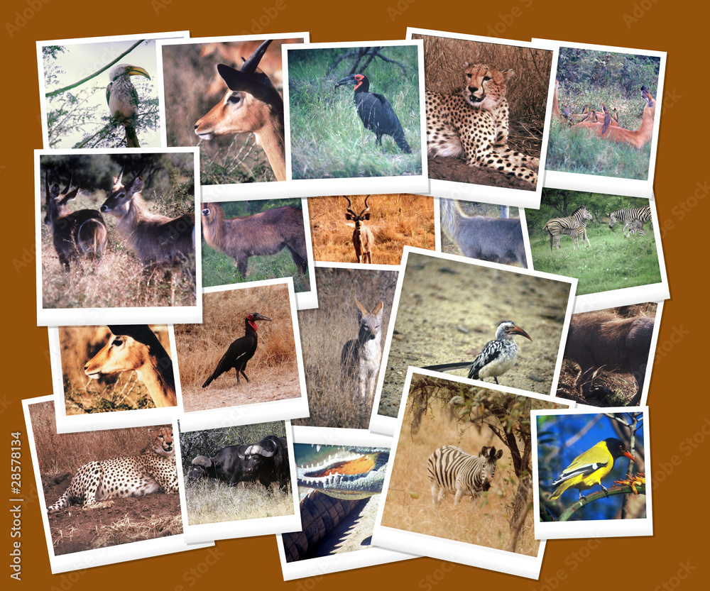 South African Wild Life Collage