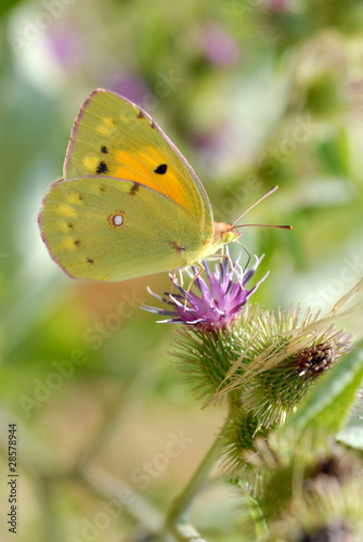 Papillon de genre colias butinant une fleur de chardon