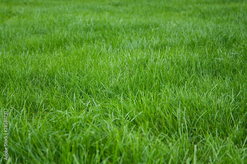pure green lawn