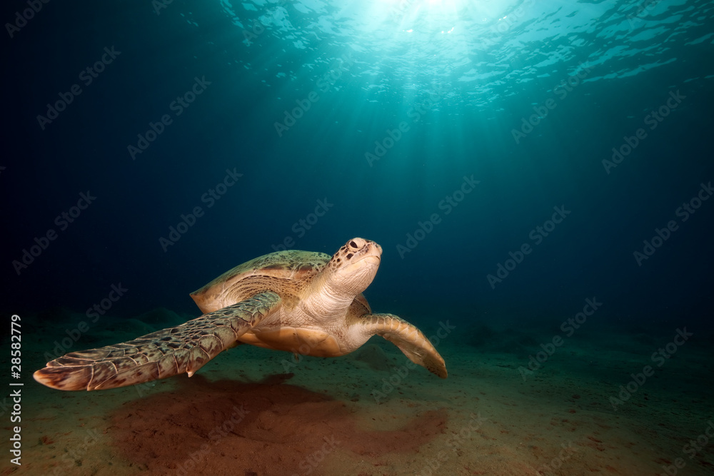 Obraz premium male green turtle.
