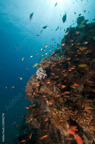 tropical reef scene. © stephan kerkhofs