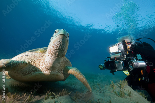 male green turtle and videographer.