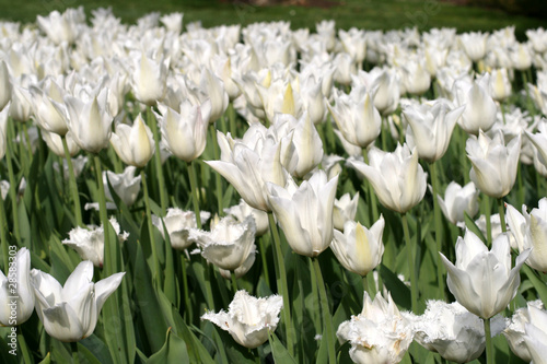 Tulips