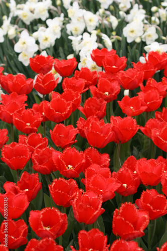 Tulips