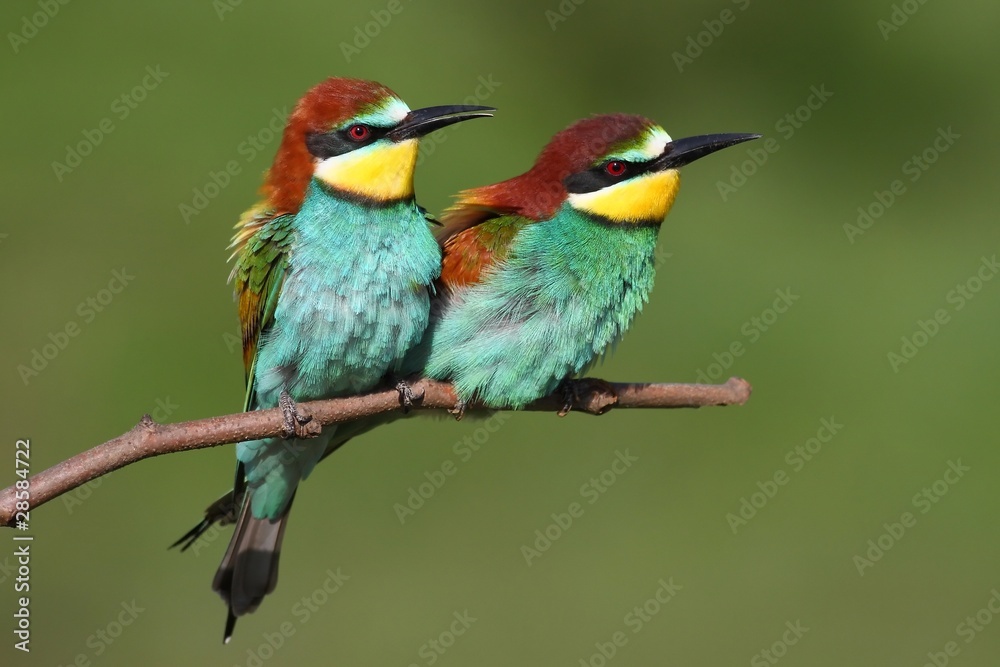 Bee eaters