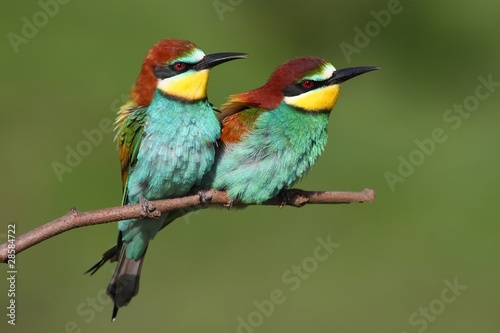 Bee eaters