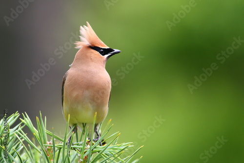 Cedar waxwing