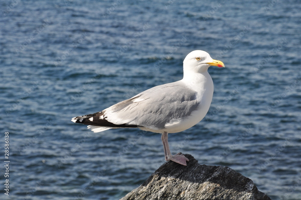 Herring Gull