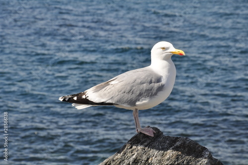 Herring Gull
