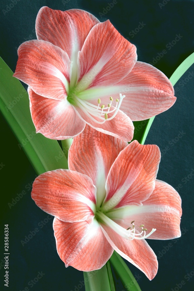 amaryllis flowers amaryllis flowers