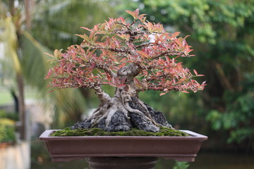 Acrylglasbilder Bonsai Ficus-Bonsai mit Luftwurzeln  © goodgold99
