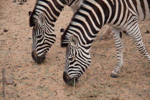 zwei Zebra bei der Nahrungsaufnahme