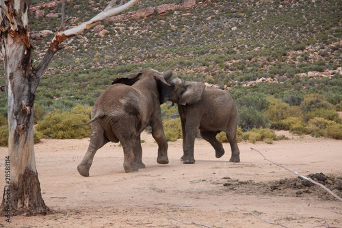zwei junge Elefanten beim Machtkampf
