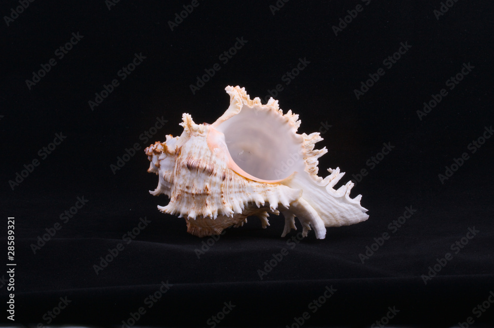 Shell Shell