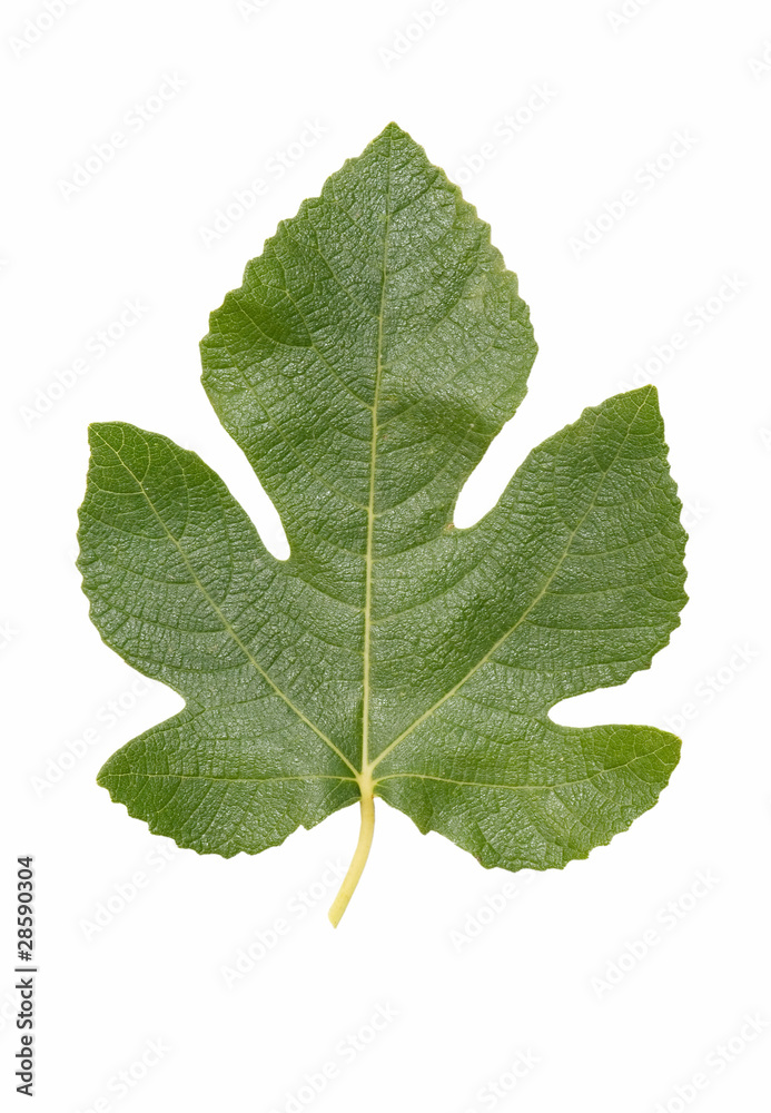 Fototapeta premium natural leaves