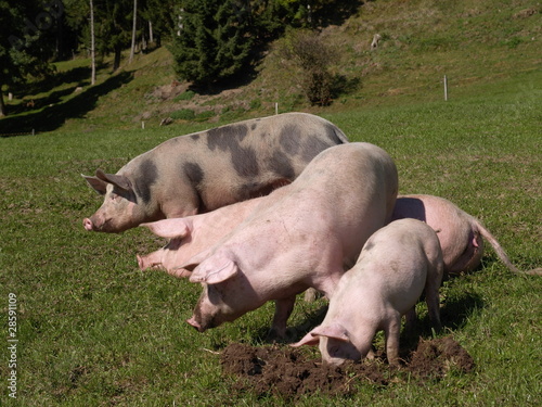Schweine
