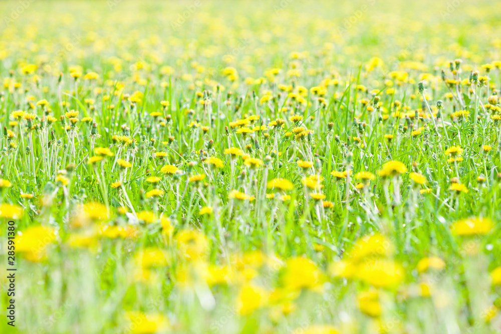Fototapeta premium Dandelions in a grass