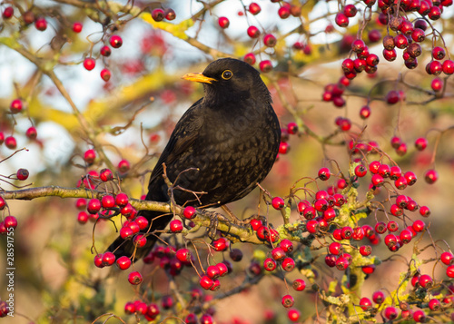 Male Blackbird (Turdus merula) photo