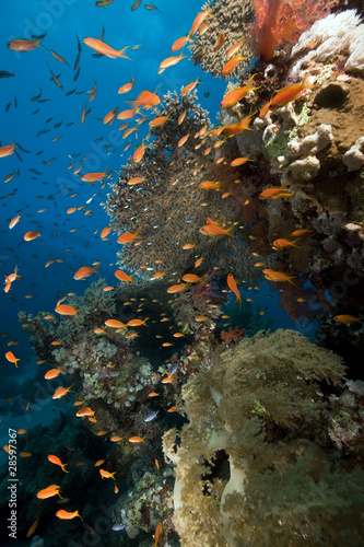 Fototapeta Naklejka Na Ścianę i Meble -  Tropical marine life in the Red Sea.