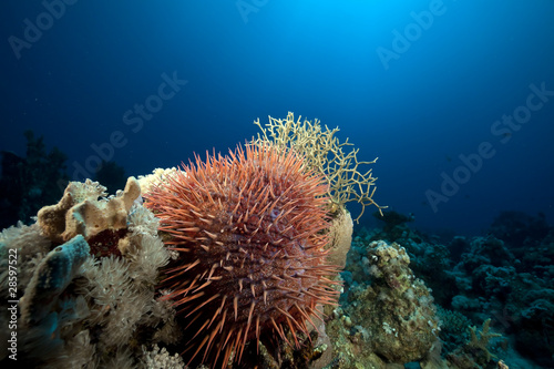 Crown-of-thorns starfish in the Red Sea.