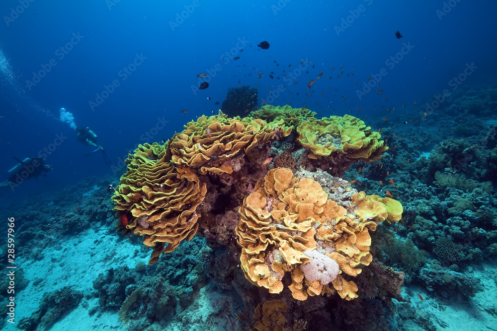 Naklejka premium Leaf coral and divers in the Red Sea.
