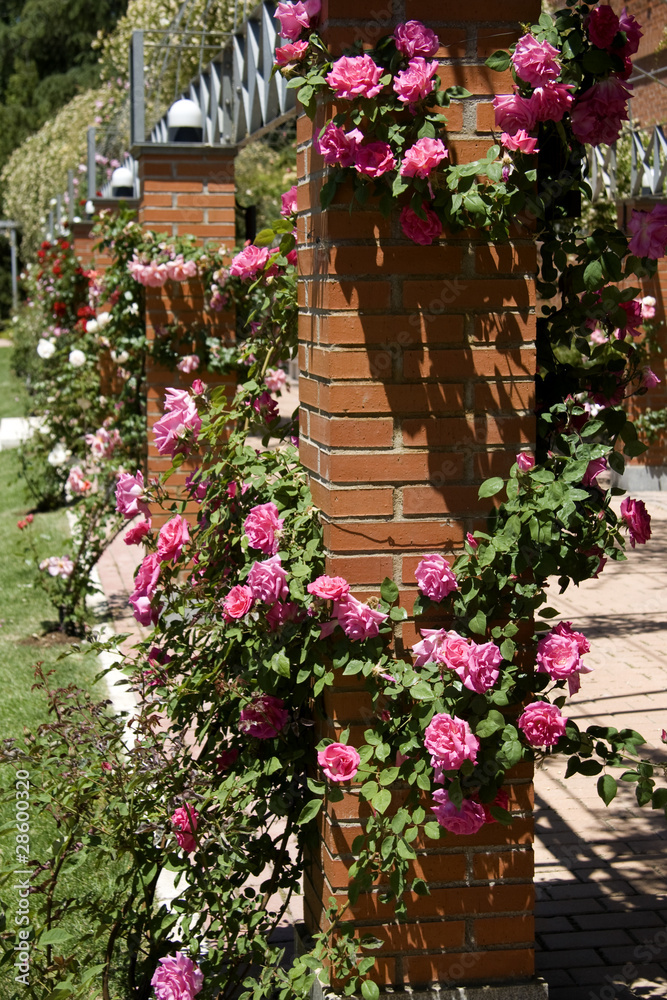 Naklejka premium Pink climbing roses. Rose Garden in the Oeste park, Madrid