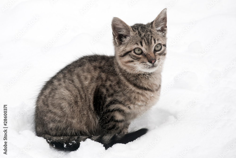 little kitten on white snow