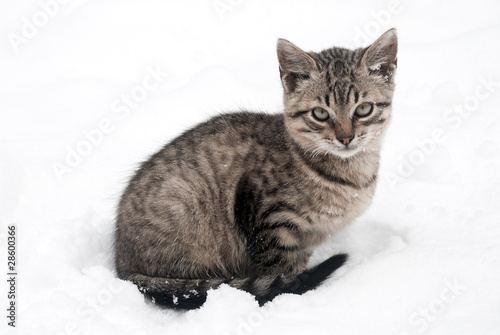 little kitten on white snow