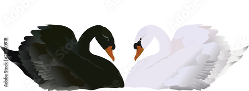 isolated black and white swans illustration