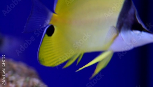 Doktorfisch, Acanthurus leucosternon photo