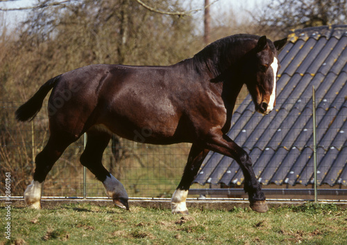 allure du trait cob normand - trot