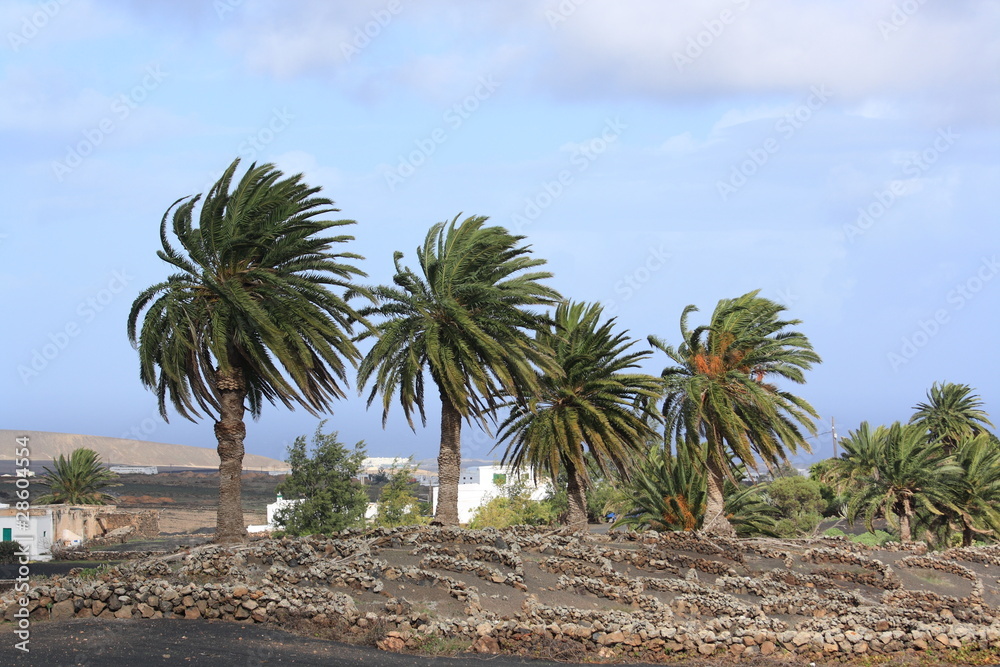 Palmen im Weinanbaugebiet auf Lanzarote Palmen im Weinanbaugebiet auf Lanzarote