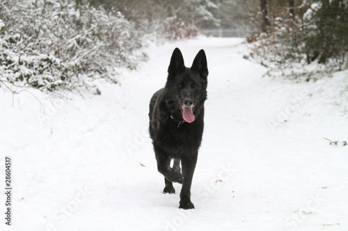 Black german shepherd dog in snow © Nicky Rhodes