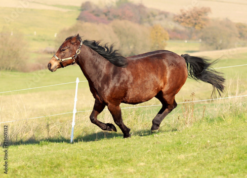Quarter Horse - Energiebündel © equine-photography