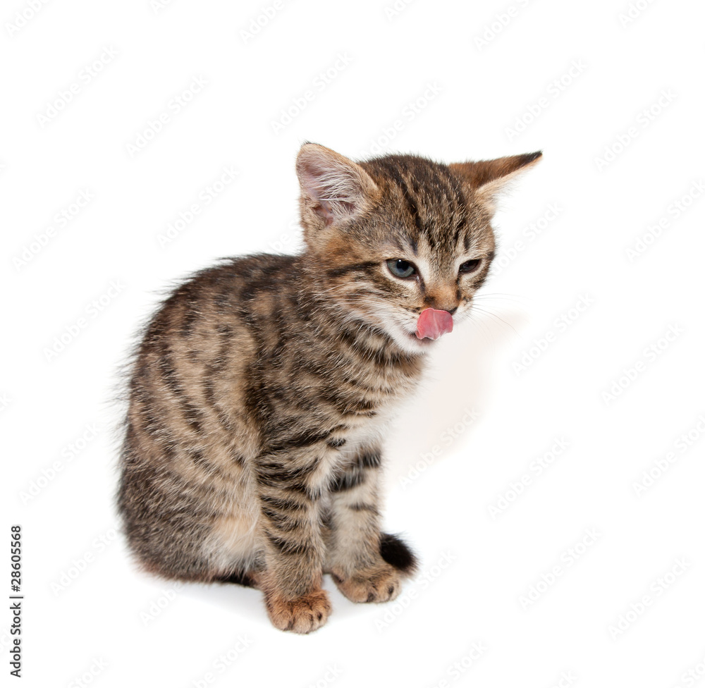 Kitten licks lips