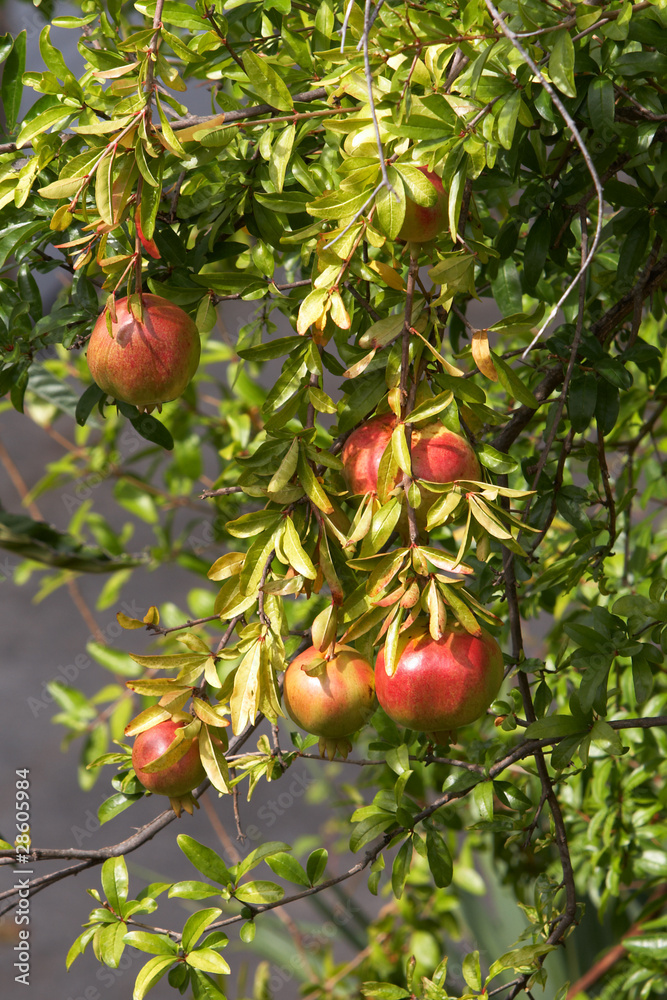 A ripe pomegranates on a tree (Punica granatum)
